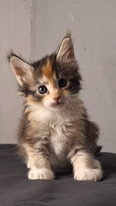 12 Чемпионов Мира в родословной