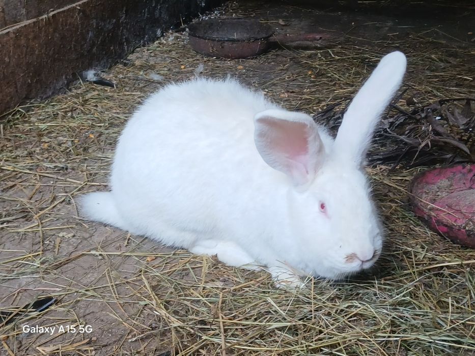 Vând iepuri uriași german