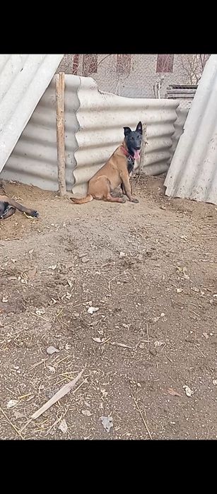 Тозза конли малиния