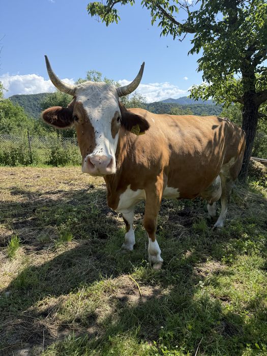 Vand vaca baltata romaneasca cu vitel  !!! Merita vazuta !!!
