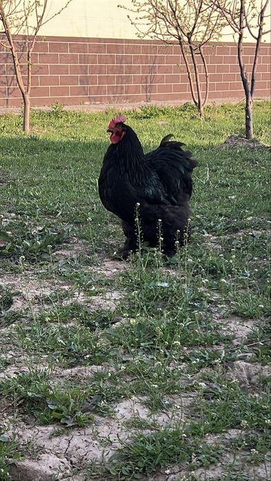 Брама изабелла 15000тг