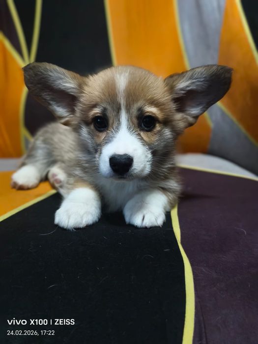 Очаровательные щенки вельш корги пемброк.