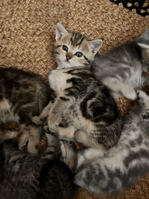 котята британцы красивый окрас