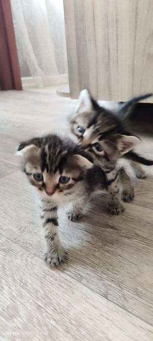 Котята             .