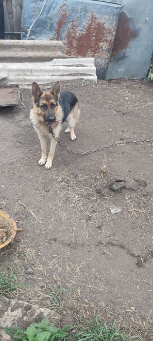 Немецкая овчарка.