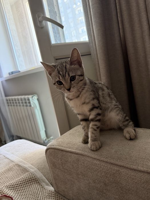 Шотландский скоттиш страйт