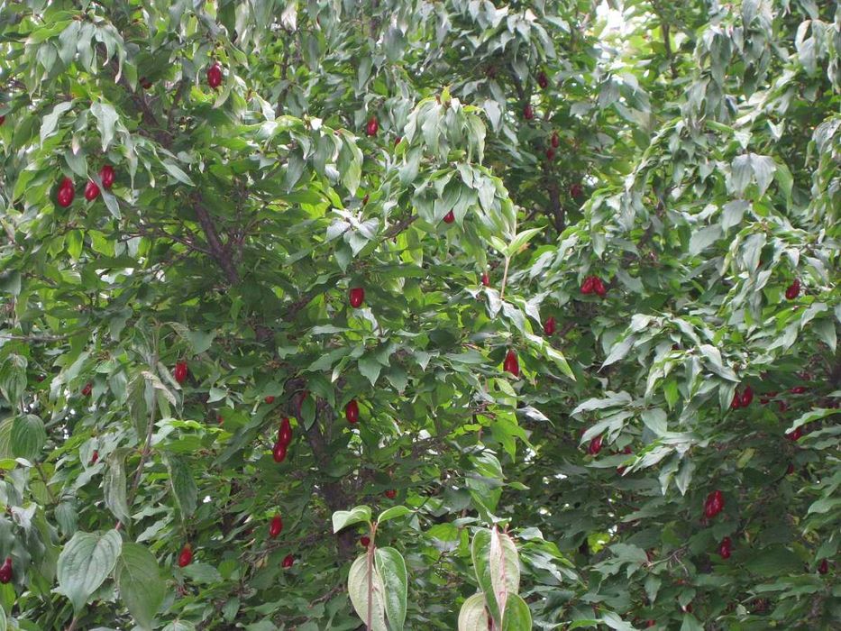 Продаём Ягоду Кизил!