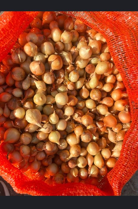 Vand Arpagic Olanda Stuttgarter 14/17 // 14/21 // 10/21