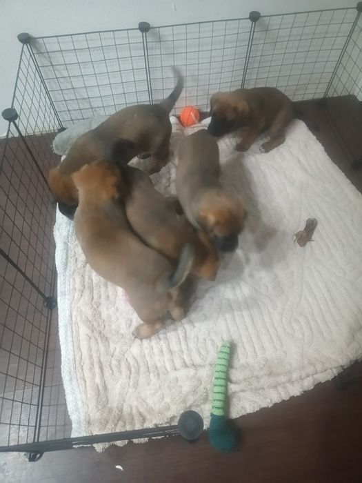 Продам щенков немце-корсо