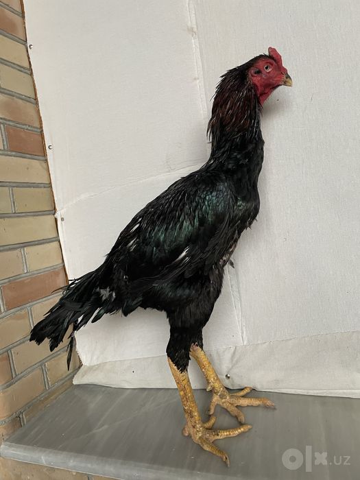 O shamo zot Tanachi vesi 5,3 kg Oʻyini ham bor