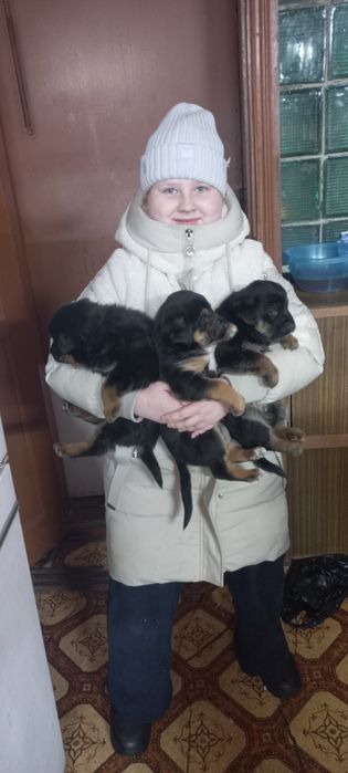 Отдам щенят в хорошие руки