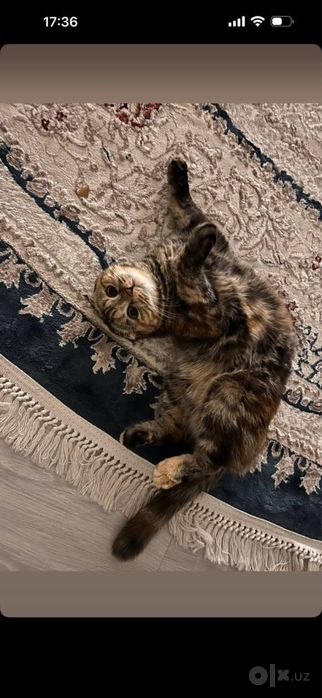 Mushuk scottish fold