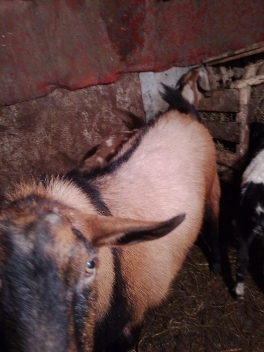 Vand tap alpin francez