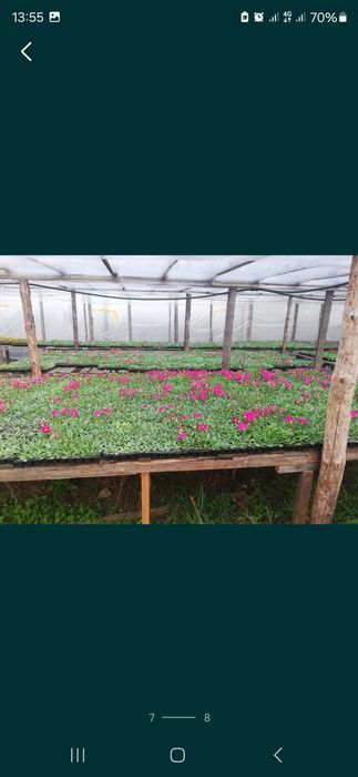 Продам петунию оптом