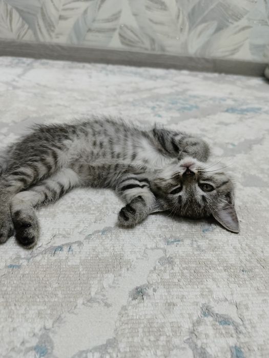 Котята 2 месячный