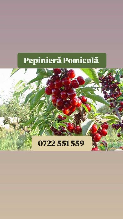 Pomi fructiferi calitate superioară certificati