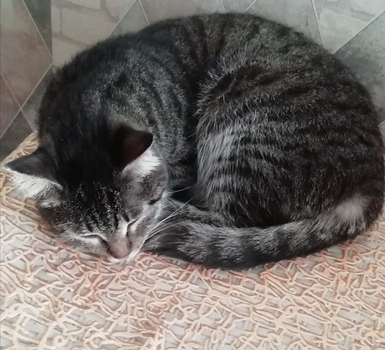 Кошечка в семью!