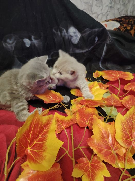 Британские малыши