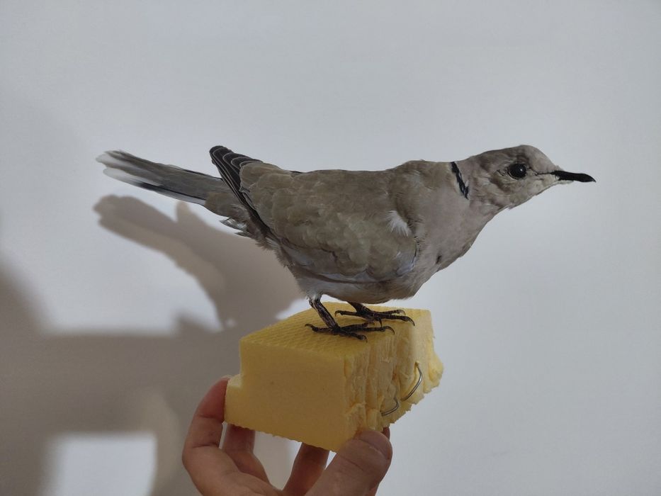 Gugustiuc impaiat, taxidermie 1