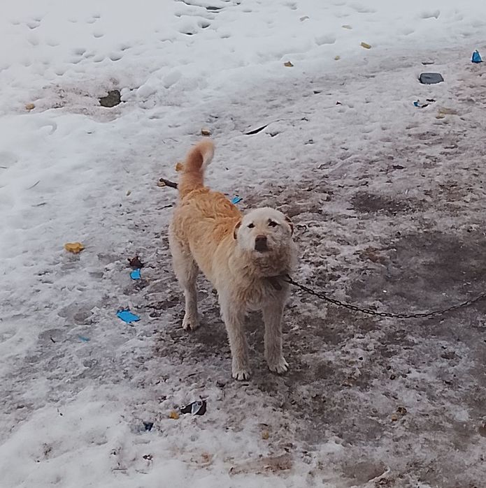 Cățel ciobanesc de vânzare