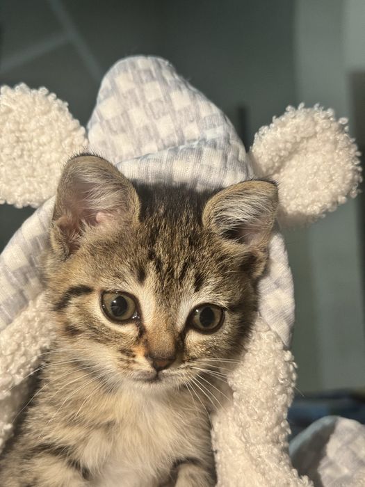 Котенок крысолов девочка в добрые руки