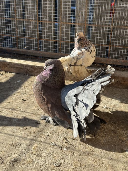 Porumbei voltati indieni