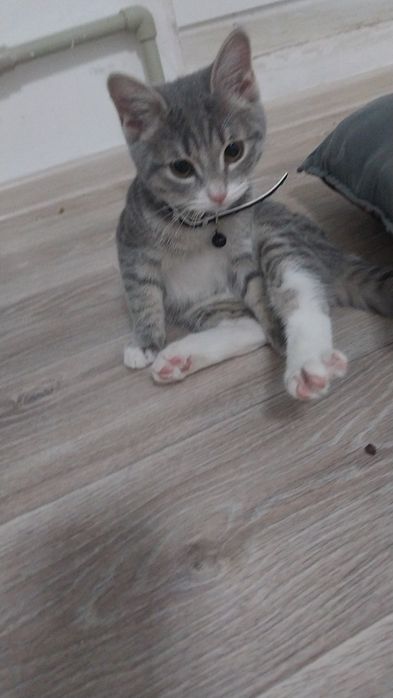 Котёнок в добрые руки