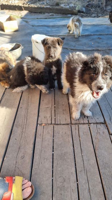 Щенки заботливым хозяевам