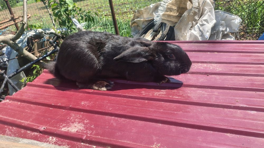 Vând iepuroi  vărsat 5 luni  sănătos