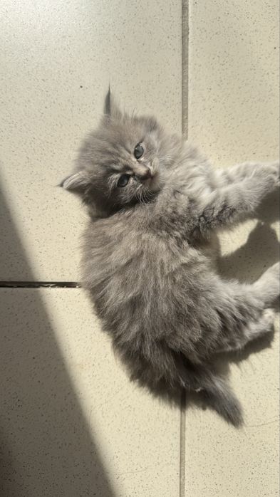 Отдам котят в добрые руки
