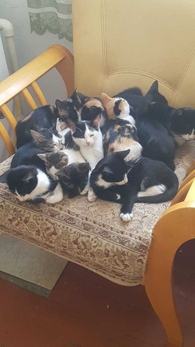 Отдам котят в добрые руки