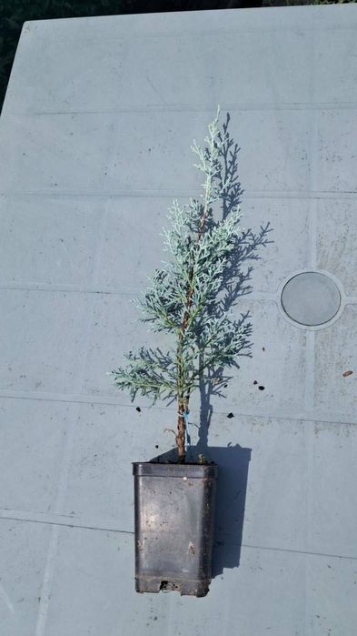 Аризоника Кипарис 1м Италия Привазной. Kiparis.