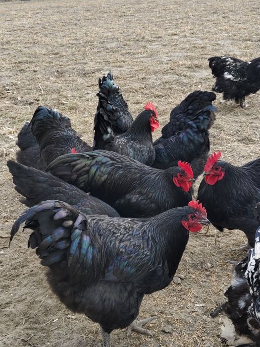 Avstralorp  zotli toviq tuxumlari va jujalariga zakaz olamiz