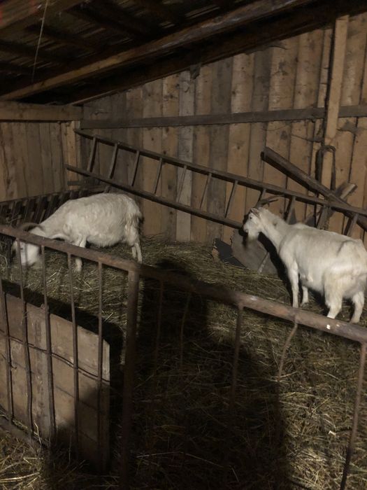 Vând 10 oi petrosani breze