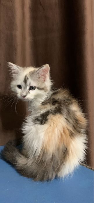 Девочки мейнкун с родословными