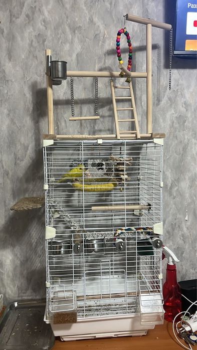 Продам попугаев