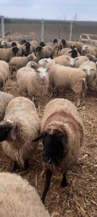 Vand berbecutii friza