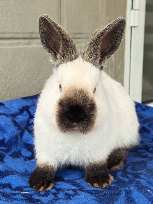 Kaliforniy quyon bolasi sotiladi 2+ oylik toza qon