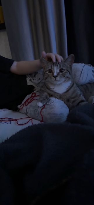 Отдам кота в добрые руки