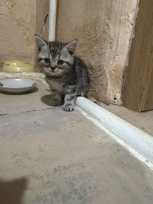 Вислоухие котята