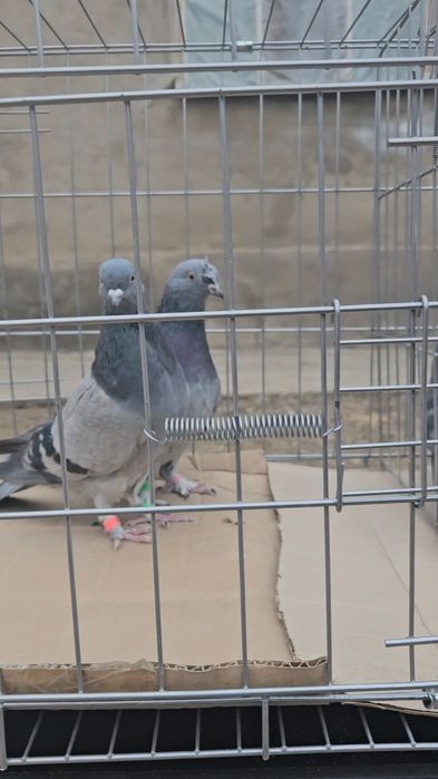 Голуби такла молодняк