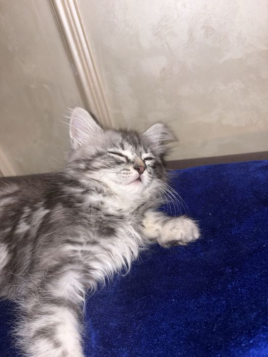 Котик продается, Сибирский