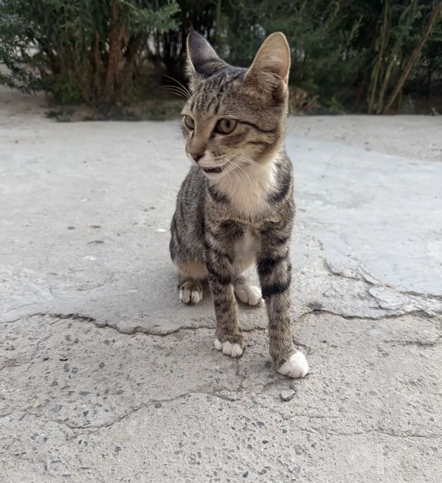 Не просто котёнок — маленький  друг  на всю жизнь