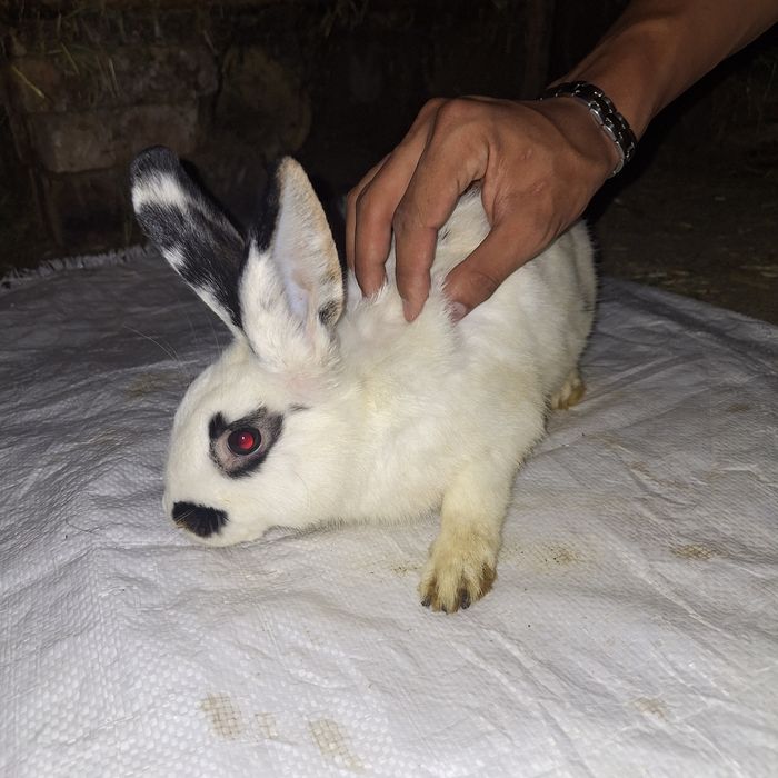 Кролики Баран(мать баран отец карлик)