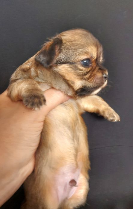 Продаю щенка чихуахуа