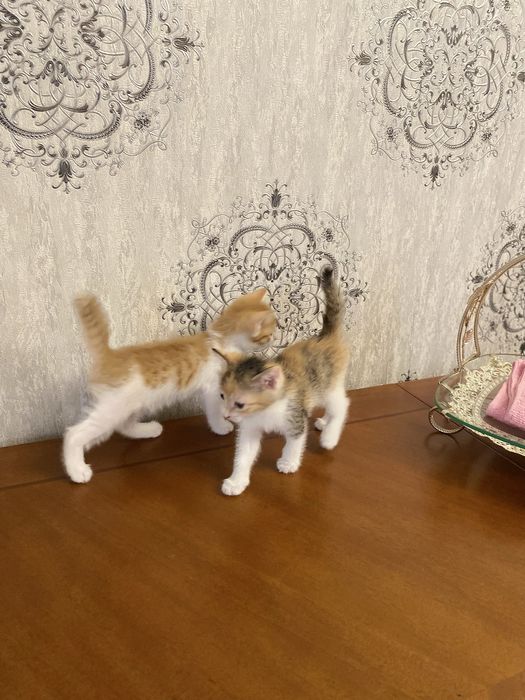 Екі марғау сатылады. 1 данасы 5000 тг