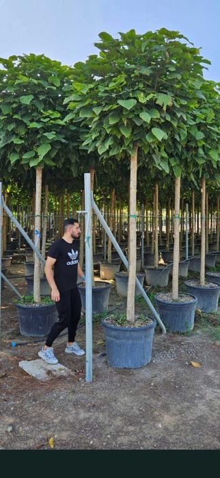 plante si seminte