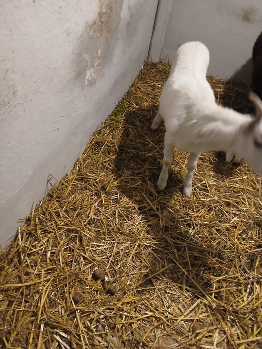 Ieduța Saanen de vanzare