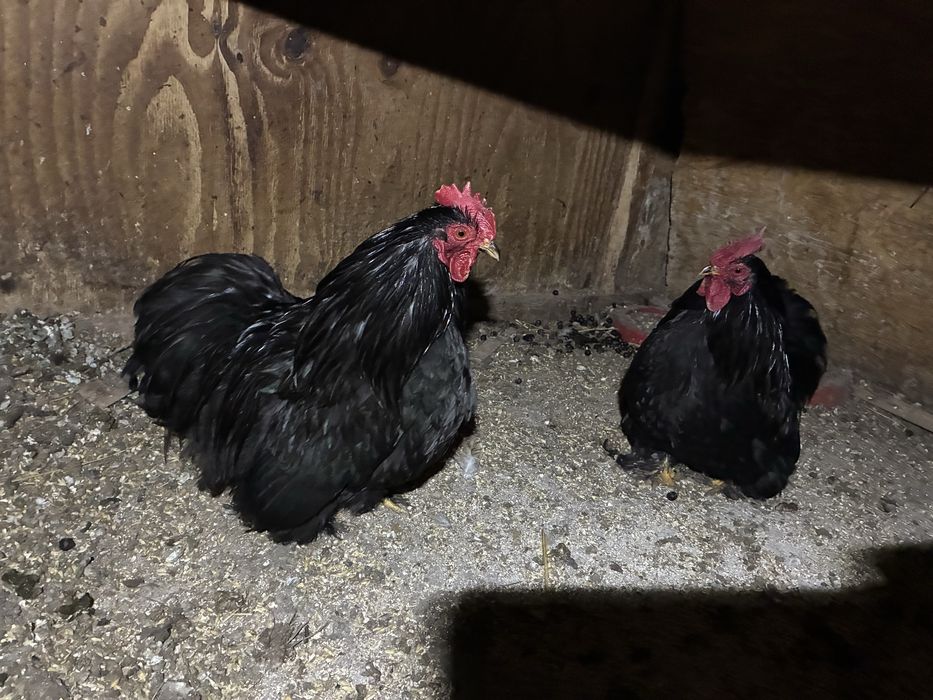 Cocosi cochinchina pitic