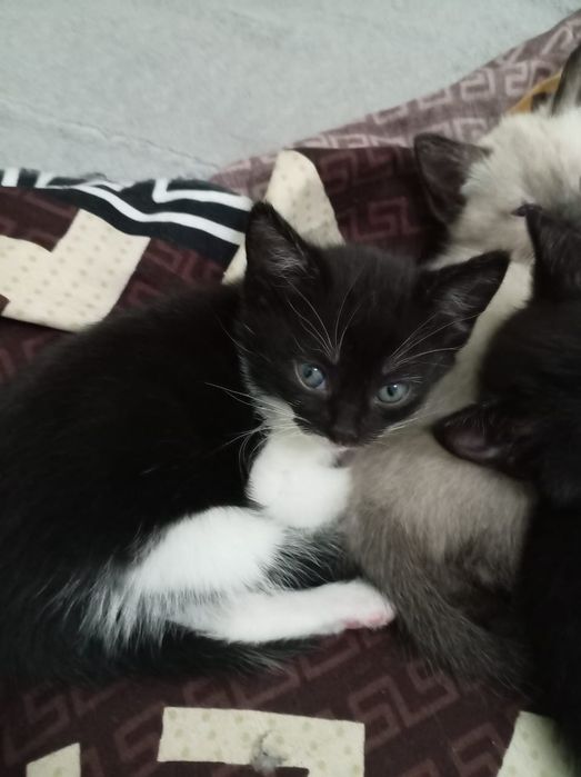 Отдам котят даром